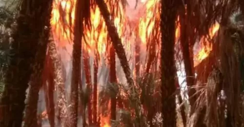 درجات الحرارة القاسية تضرم النار في أشجار النخيل