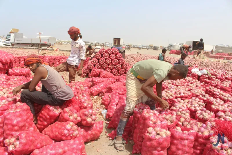 مزارعو البصل في الساحل الغربي يقرعون ناقوس الخطر.. خسائر فادحة تهدد الزراعة والاقتصاد الوطني