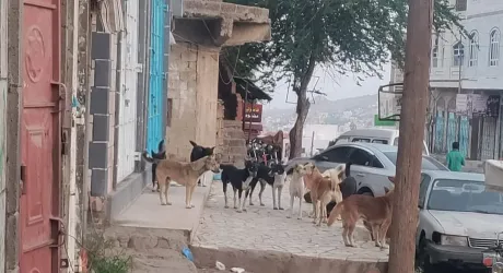 داء الكلب يثير الذعر في تعز.. مئات الإصابات تكشف عجز السلطات